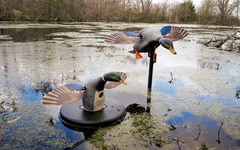 Atrapa rata mare mascul Mojo Elite Series Floater
